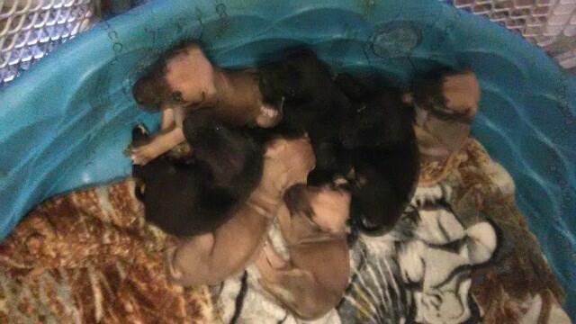 AKC Great Dane Puppies, Female