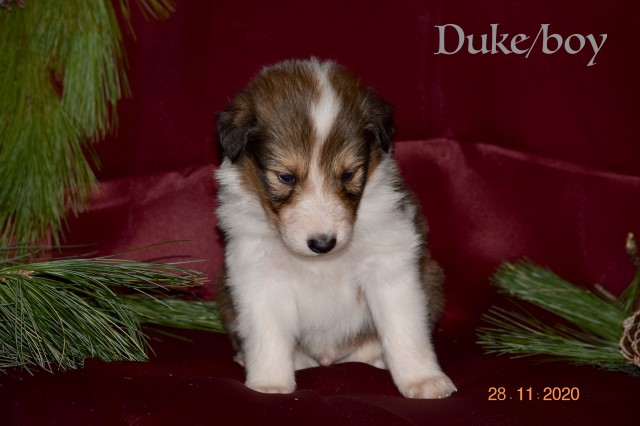 Collie puppy for sale + 61130