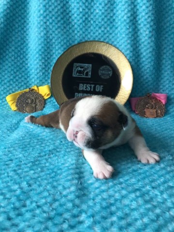 Bulldog Puppies For Sale