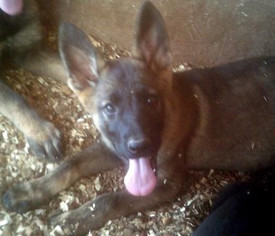 German Shepherd Dog puppy for sale + 53050