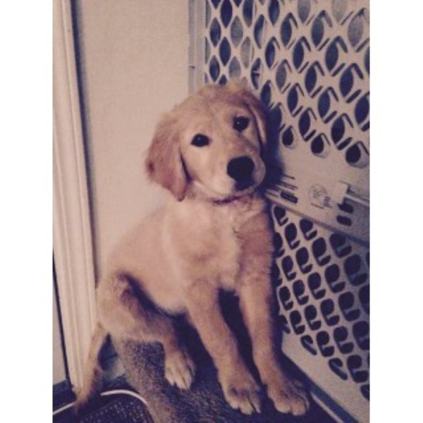 Harper - Golden Retriever