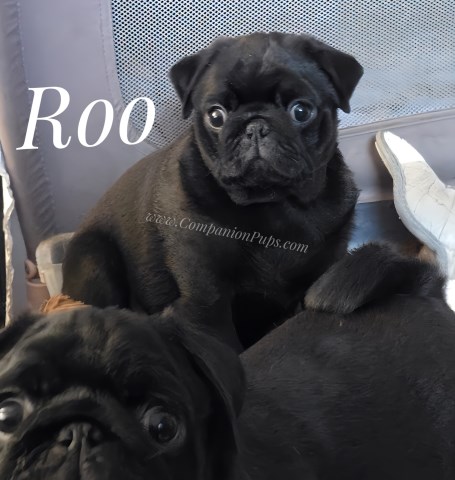 Champion Line - Black Pug Puppies - Winnie The Phoo & Roo