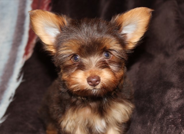 Yorkshire Terrier puppy for sale + 63852