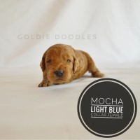 Medium Goldendoodles Goldendoodle for sale/adoption