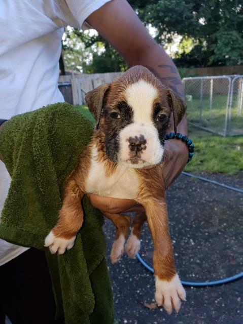 AKC boxers for sale
