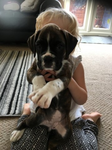 Boxer puppy dog for sale in dallas, Texas
