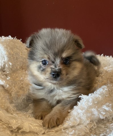 Pomeranian puppy for sale + 61839
