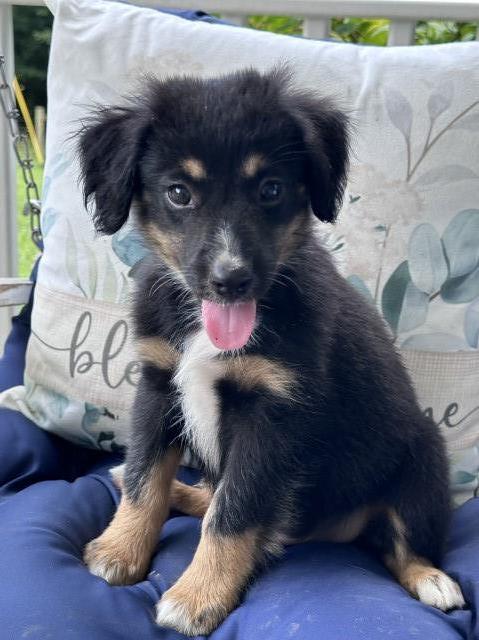 Australian shepherd pups. Ready now. 9 weeks old