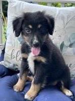 Australian shepherd pups. Ready now. 9 weeks old Australian Shepherd Dog for sale/adoption