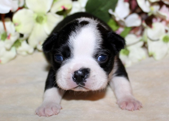 Boston Terrier puppies, AKC Registered, champion bloodlines!!