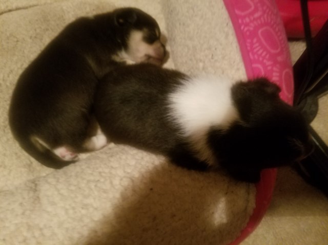 Tiny Toy Pomchi Puppies