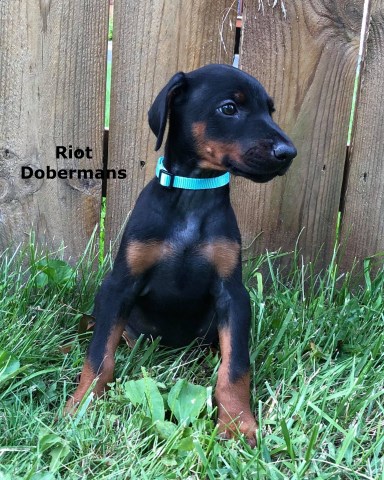 Doberman Pinscher puppy for sale + 58558