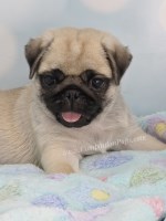 Brady - Champion SIred - See Video!! Pug for sale/adoption