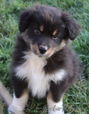 AKC & ASCA Australian Shepherd black Tri male puppies. Health tested with Champion Lines.