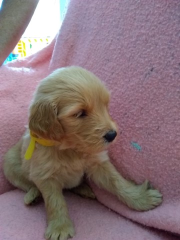 Goldendoodle puppy for sale + 61859