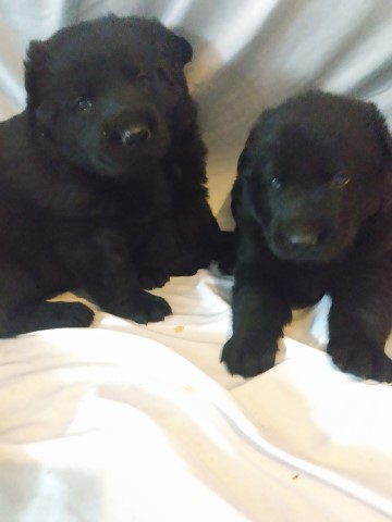 Akc registered puppies