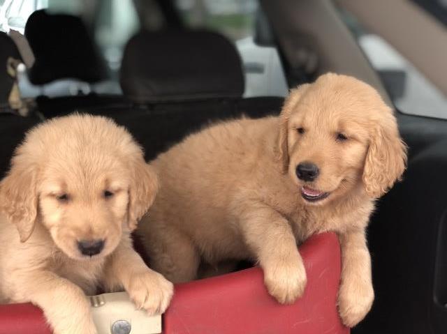 Golden Retriever Puppies