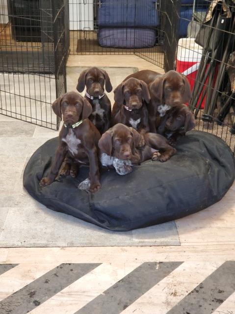 German Shorthaired Pointer puppy for sale + 61218