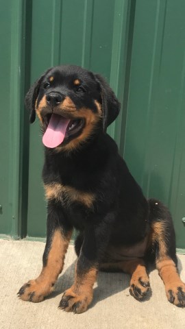 Rottweiler puppy for sale + 49772