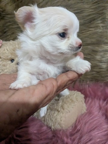 Chihuahua puppy for sale + 66988