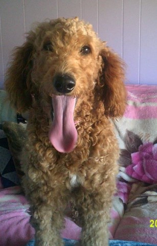 Adorable Goldendoodle Named Princess