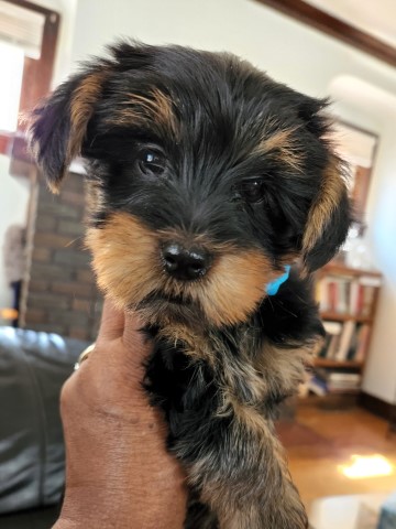 Yorkshire Terrier puppy for sale + 63356