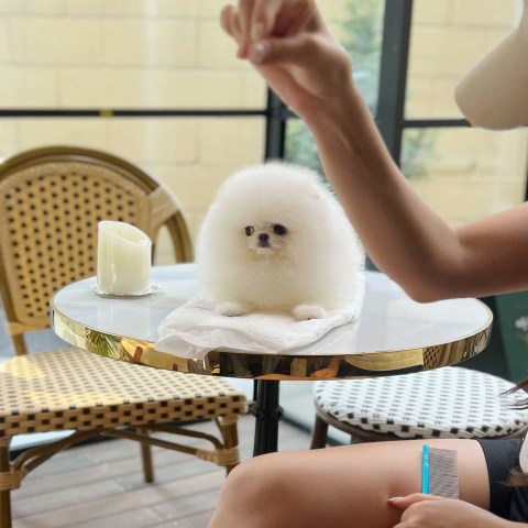 Pomeranian puppy for sale + 67277