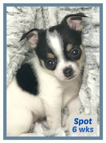 Chihuahua puppy for sale + 52304