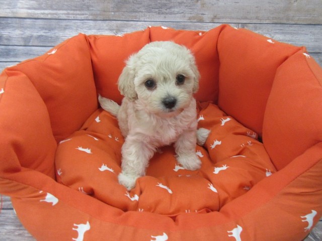Maltese puppy for sale + 47139