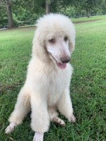 Standard poodles Poodle Standard for sale/adoption