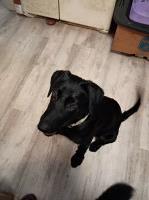 Say hello to Cagney German Shepherd Dog for sale/adoption