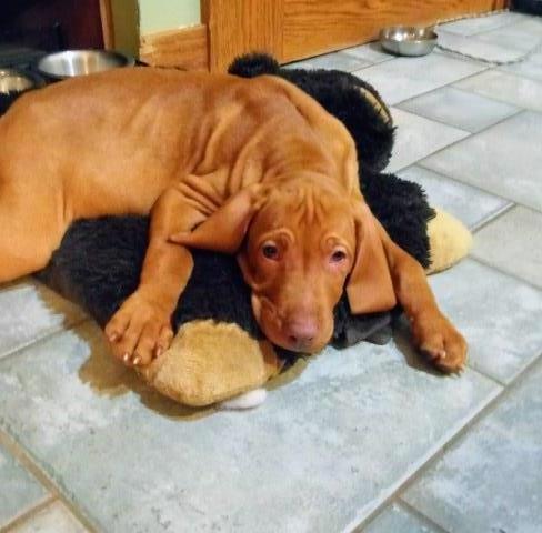 mutt puppies for sale in michigan mutt puppies for sale in michigan