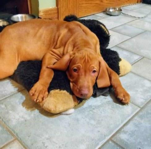 AKC VIZSLA Puppy ready to go!