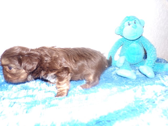 Shih Tzu puppy for sale + 66540