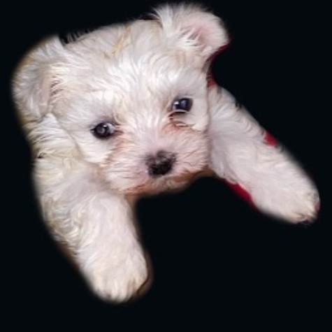 Maltese Female Puppies