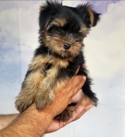 Yorkshire Terrier puppy for sale + 67212