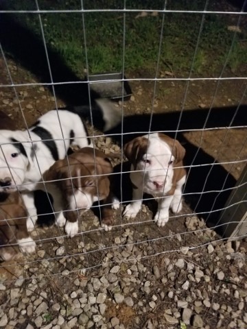 American Pit Bull Terrier puppy for sale + 63237
