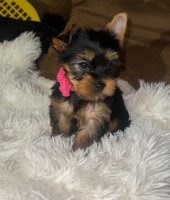CKC Female Yorkie Puppy Yorkshire Terrier for sale/adoption