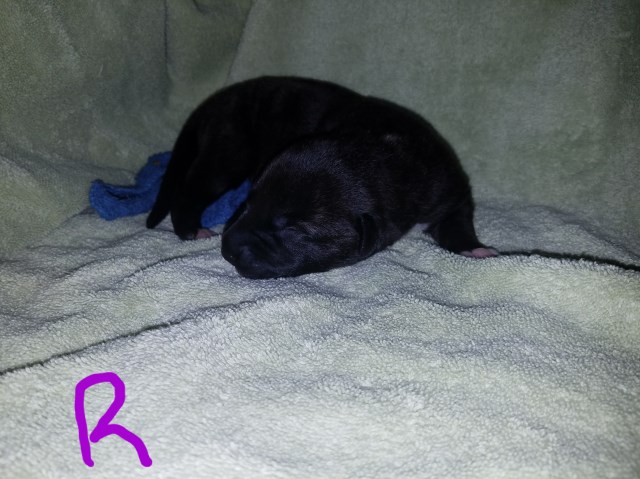 AKC Irish Wolfhound puppies