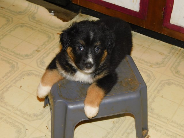 Darling Mini Aussie puppies ready Oct 17th