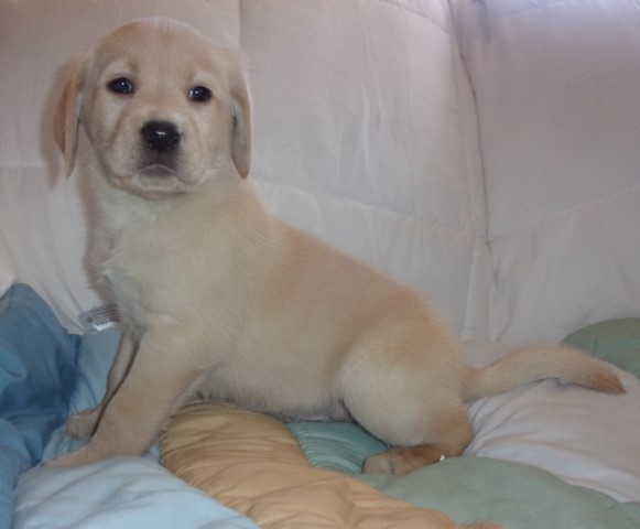 AKC English Labrador retriever puppies
