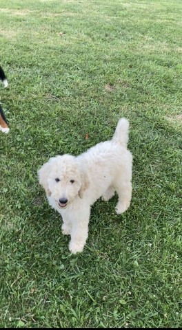 Female Standard poodle $1000