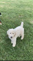 Female Standard poodle $1000 Poodle Standard for sale/adoption