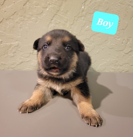 Adorable german shepherd puppies