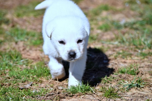 AKC Yellow & White Labrador Retriever Puppies for Sale