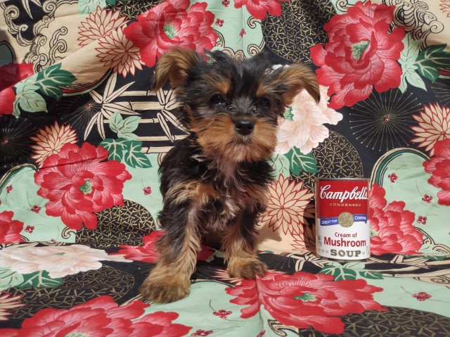 Yorkshire Terrier puppy for sale + 63386
