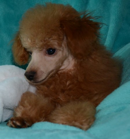 Poodle Toy puppy for sale + 53985