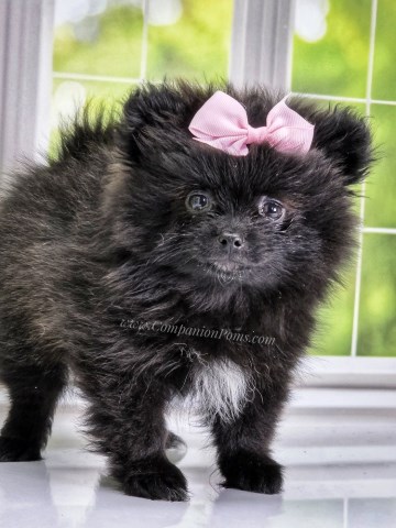 Black Female Pomeranian Puppy - Starlight - Clear genetics Excellent with Kids!
