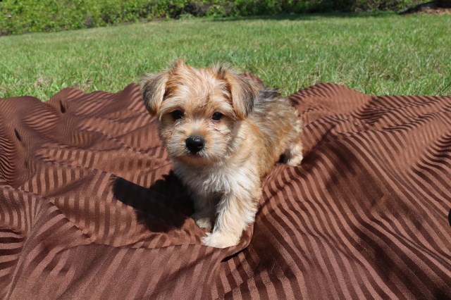 Morkie Puppies For Sale