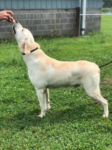 Labrador Retriever puppy for sale + 58248